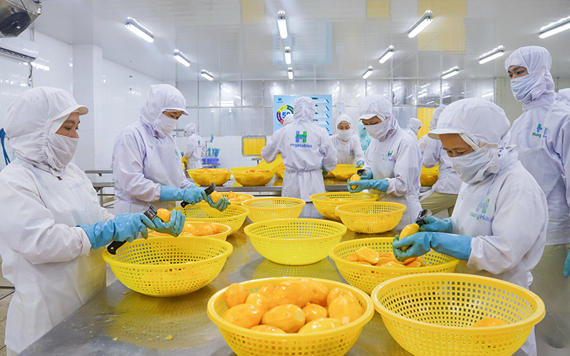 Sơ chế xoài Cát Hòa Lộc