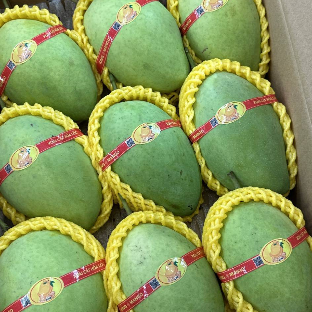 Xoài cát chu Hòa Lộc