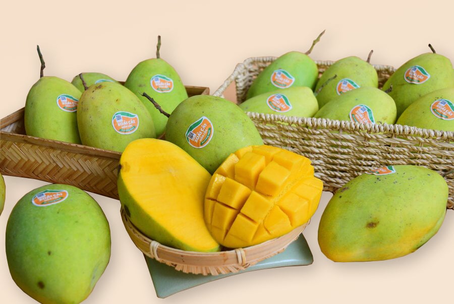 Xoài cát Hòa Lộc